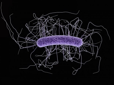 13 تصویر میکروسکوپی از باکتری هایی که درون بدن انسان زندگی می کنند