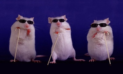 پژوهشگران موفق به بازیابی بینایی در موش های آزمایشگاهی شدند