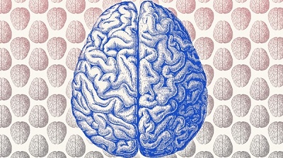 آیا مغز بزرگ تر باعث هوشمندی بیشتر خواهد شد؟