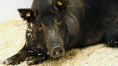 پژوهشگران آمریکایی هم به دنبال پیوند اعضای خوک به انسان هستند